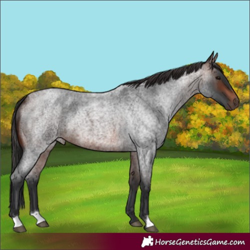 Horse Color:Unknown 