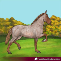 Horse Color:Red Roan 