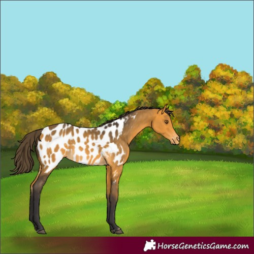 Horse Color:Buckskin Blanket Rabicano
