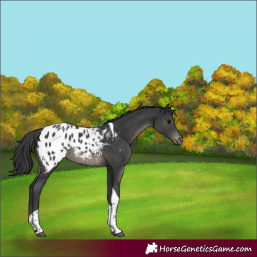 Horse Color:Black Tobiano Blanket