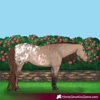 Horse Color:Red Dun Blanket  and Bay Dun Blanket 