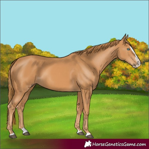 Horse Color:Chestnut Splash 