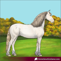 Horse Color:Buckskin Roan Pearl and Buckskin Roan Pearl