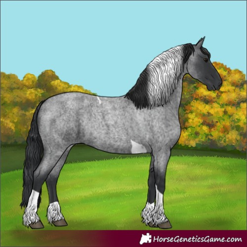 Horse Color:Blue Roan Tobiano Rabicano