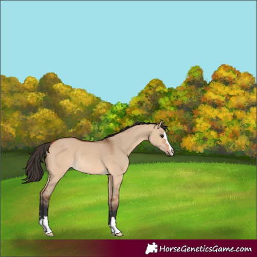 Horse Color:Bay Dun Rabicano 