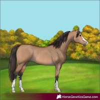 Horse Color:Bay Dun Rabicano