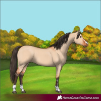 Horse Color:Bay Dun