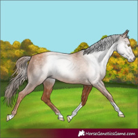 Horse Color:Gray Gold Champagne Tobiano