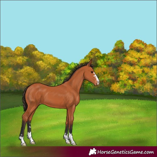 Horse Color:Bay Varnish