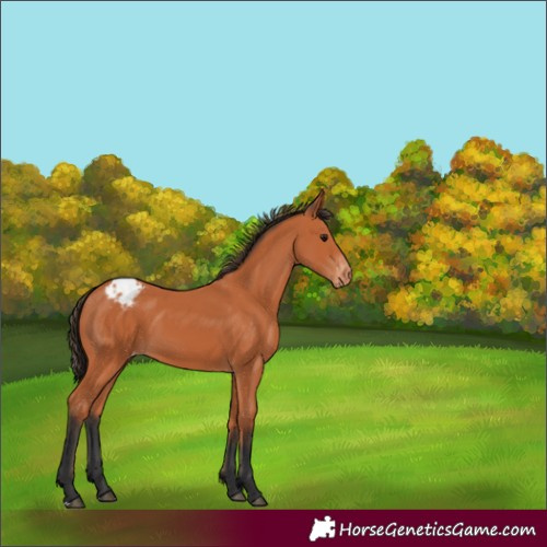 Horse Color:Bay Varnish