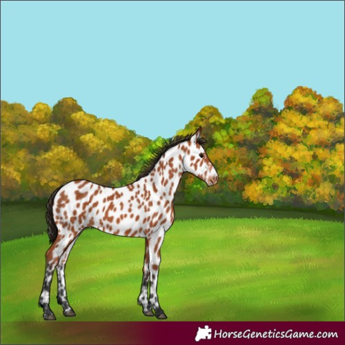 Horse Color:Bay Near Leopard