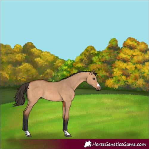 Horse Color:Bay Dun 
