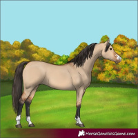 Horse Color:Bay Dun