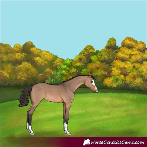 Horse Color:Bay Dun 
