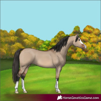 Horse Color:Bay Dun