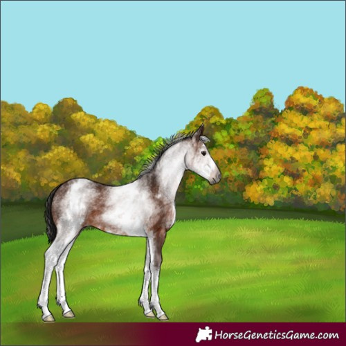 Horse Color:Gray White Spotted Bay