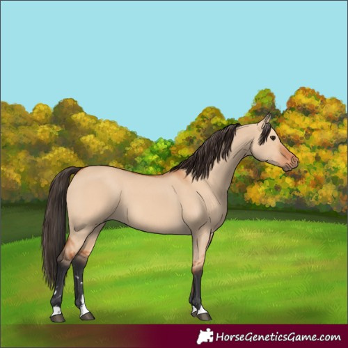 Horse Color:Bay Dun 