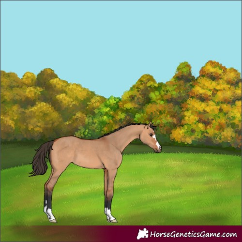 Horse Color:Bay Dun 