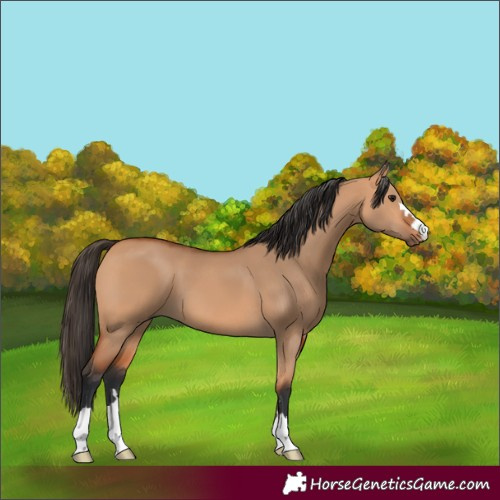 Horse Color:Bay Dun 