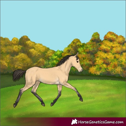 Horse Color:Buckskin 