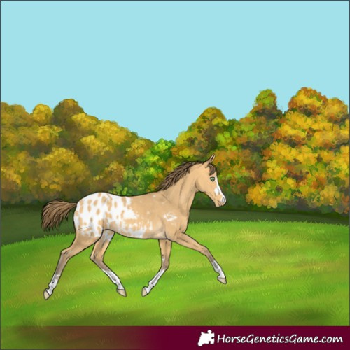 Horse Color:Amber Cream Champagne Blanket 