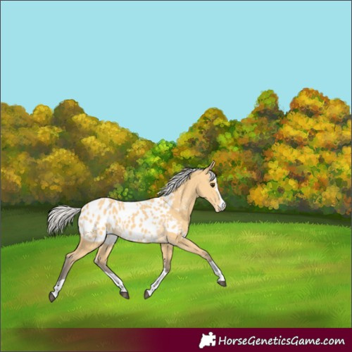 Horse Color:Silver Buckskin Near Leopard