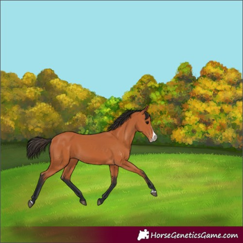 Horse Color:Bay Frame