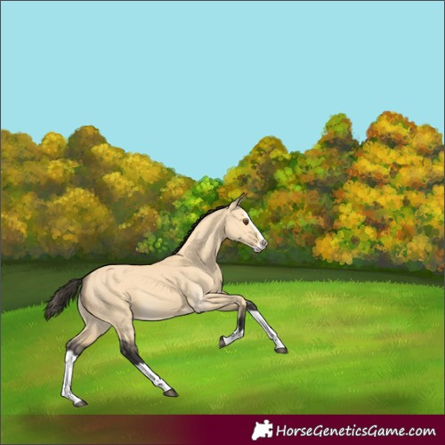 Horse Color:Buckskin Dun Splash