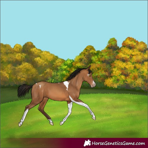 Horse Color:Gray Amber Champagne Tobiano Varnish