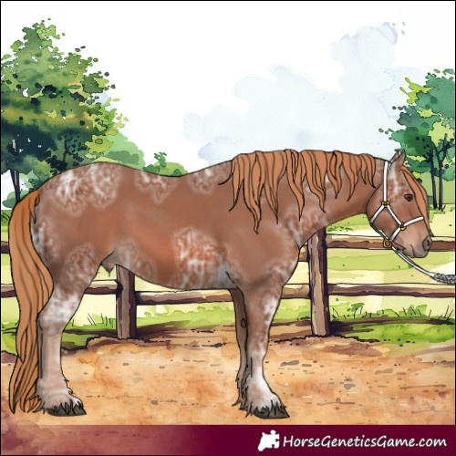 Horse Color:Chestnut Ice