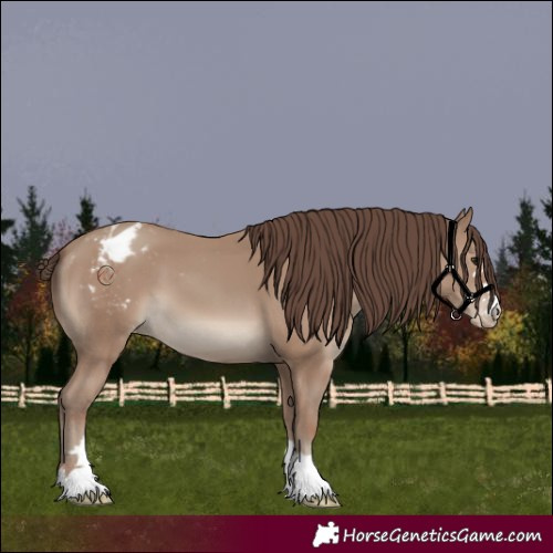 Horse Color:Classic Champagne Appaloosa 