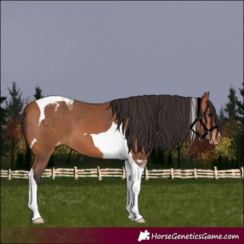 Horse Color:Bay Tobiano Appaloosa 