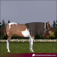 Horse Color:Bay Tobiano Appaloosa 
