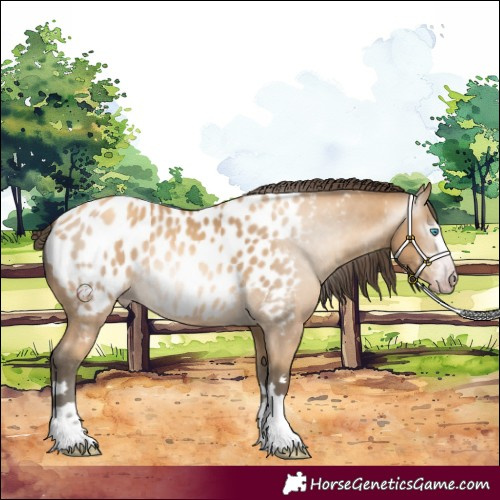 Horse Color:Gray Amber Cream Champagne Appaloosa 