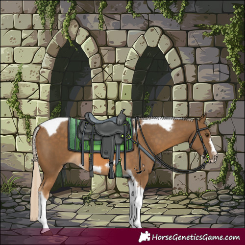 Horse Color:Chocolate Palomino Tobiano Frame