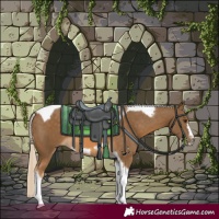 Horse Color:Chocolate Palomino Tobiano Frame 