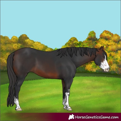Horse Color:Brown Sabino 