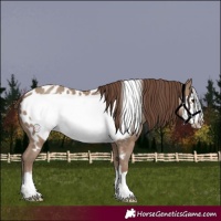 Horse Color:Classic Champagne Frame Appaloosa 