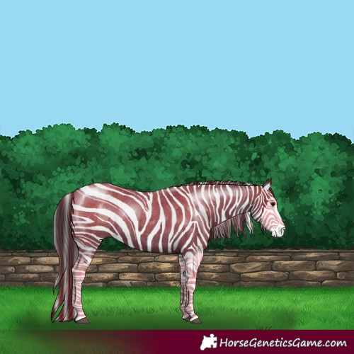 Horse Color:Blue Roan Splash 