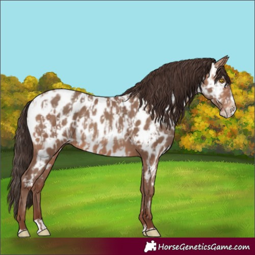 Horse Color:Sable Champagne Appaloosa  and Sable Champagne Splash Appaloosa 