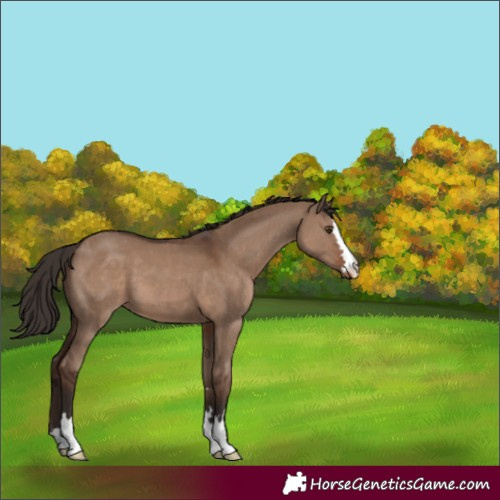 Horse Color:Liver Red Dun Varnish