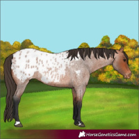 Horse Color:Bay Roan Appaloosa 