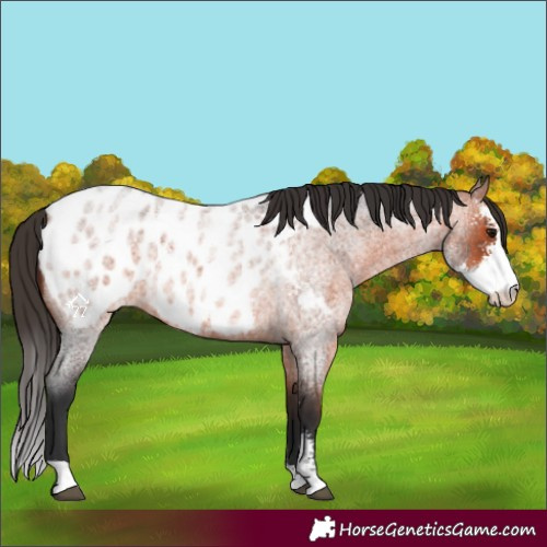 Horse Color:Bay Roan Sabino Blanket