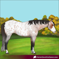 Horse Color:Bay Roan Sabino Blanket