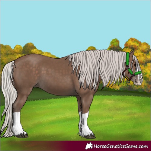 Horse Color:Silver Black Splash 
