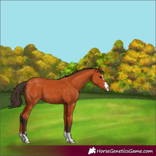 Horse Color:Bay 