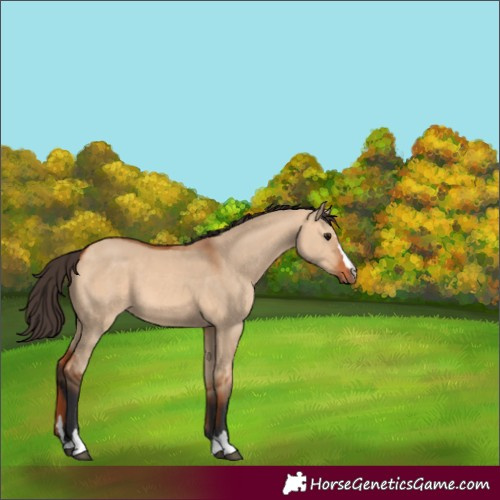 Horse Color:Bay Dun