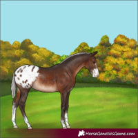 Horse Color:Silver Brown Sabino Varnish Rabicano