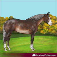Horse Color:Silver Brown Sabino Rabicano 