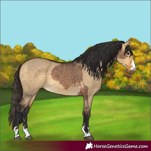 Horse Color:Bay Dun  and Buckskin Dun 